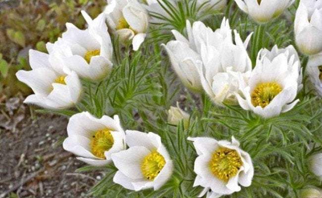 Pasqueflower White 50 Seeds - Vesta Market