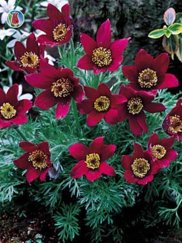 Pasqueflower Red 100 Seeds - Vesta Market