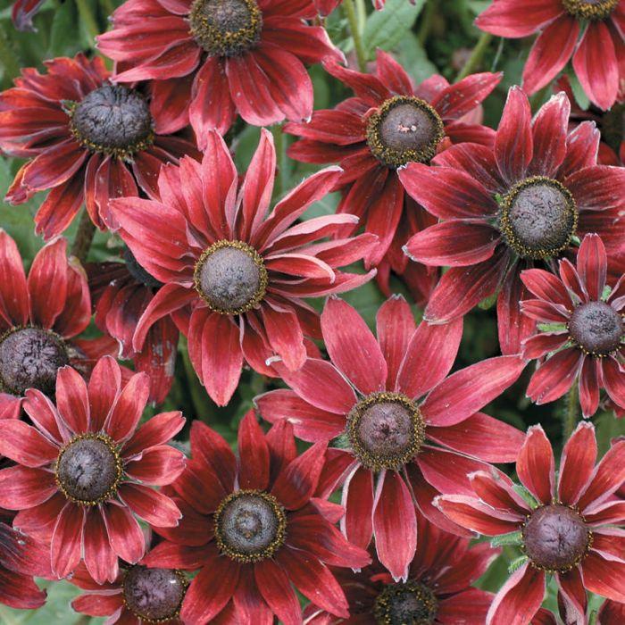 Rudbeckia Cherry Brandy 200 seeds Vesta Market