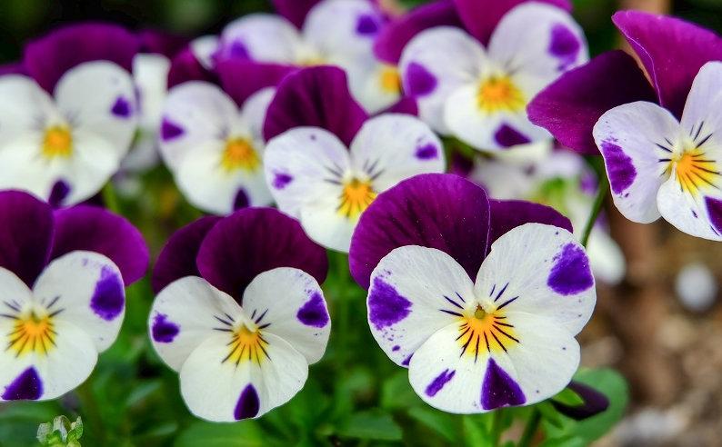 The Horned Violet Johny Jump Up 100 seeds Vesta Market