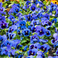 Pansy Blue Blotched 100 seeds - Vesta Market