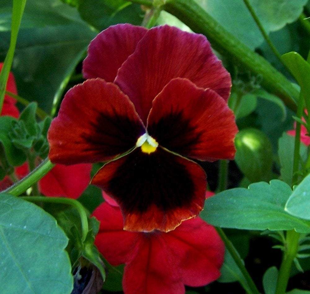 Pansy Red Blotched 100 seeds - Vesta Market
