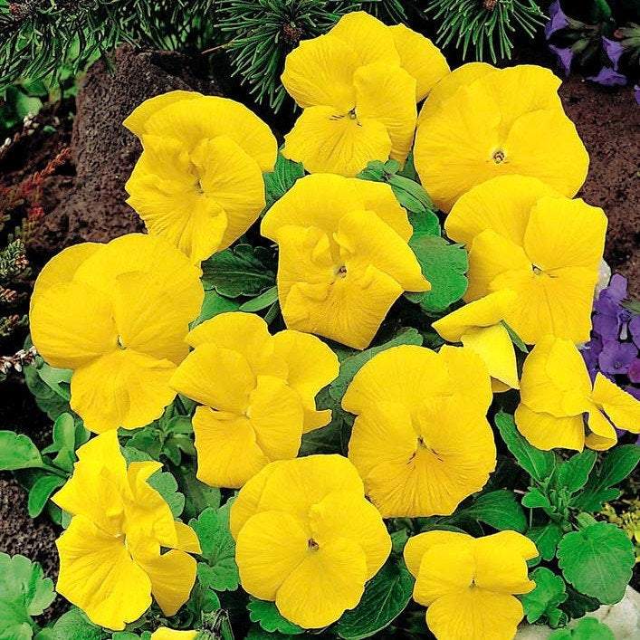 Pansy Yellow 50 seeds - Vesta Market