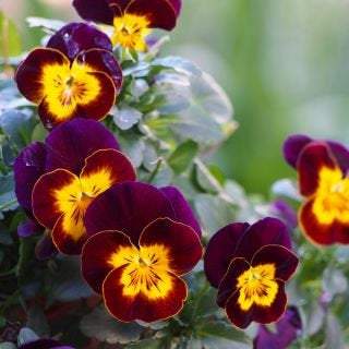 Large-flowered Pansy - Brown with a Yellow spot - Vesta Market