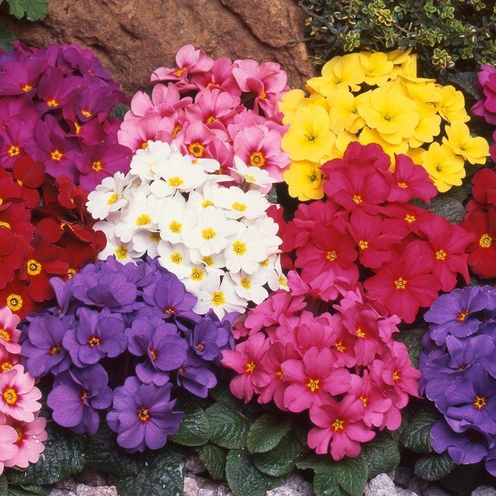 Primula Elatior 200 seeds - Vesta Market