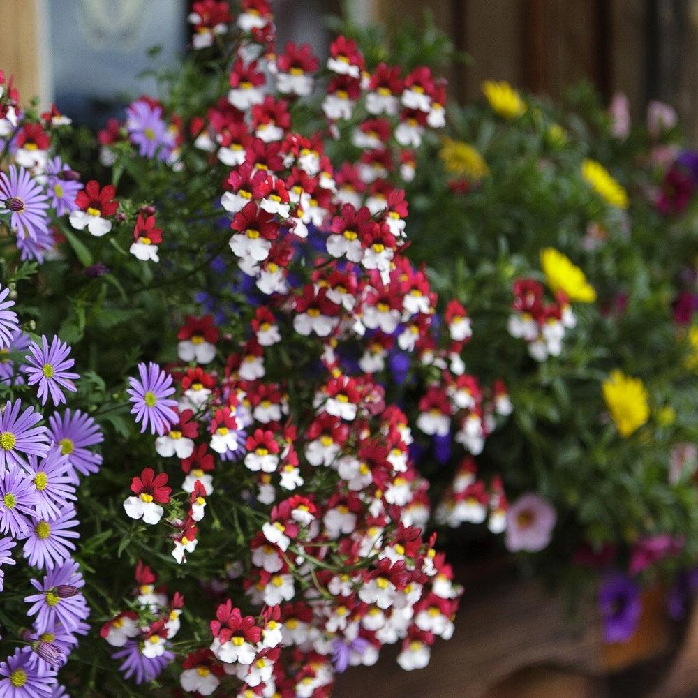 Nemesia Strumosa Red & White 250 seeds - Vesta Market