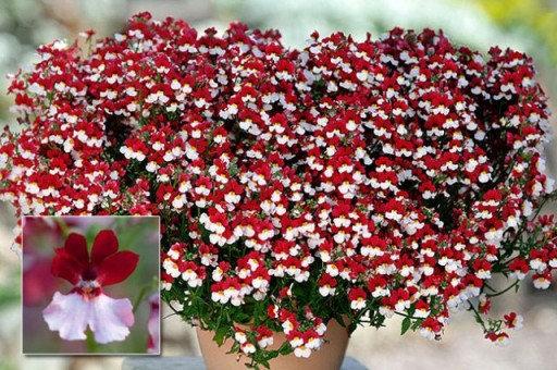 Nemesia Strumosa Red & White 250 seeds - Vesta Market