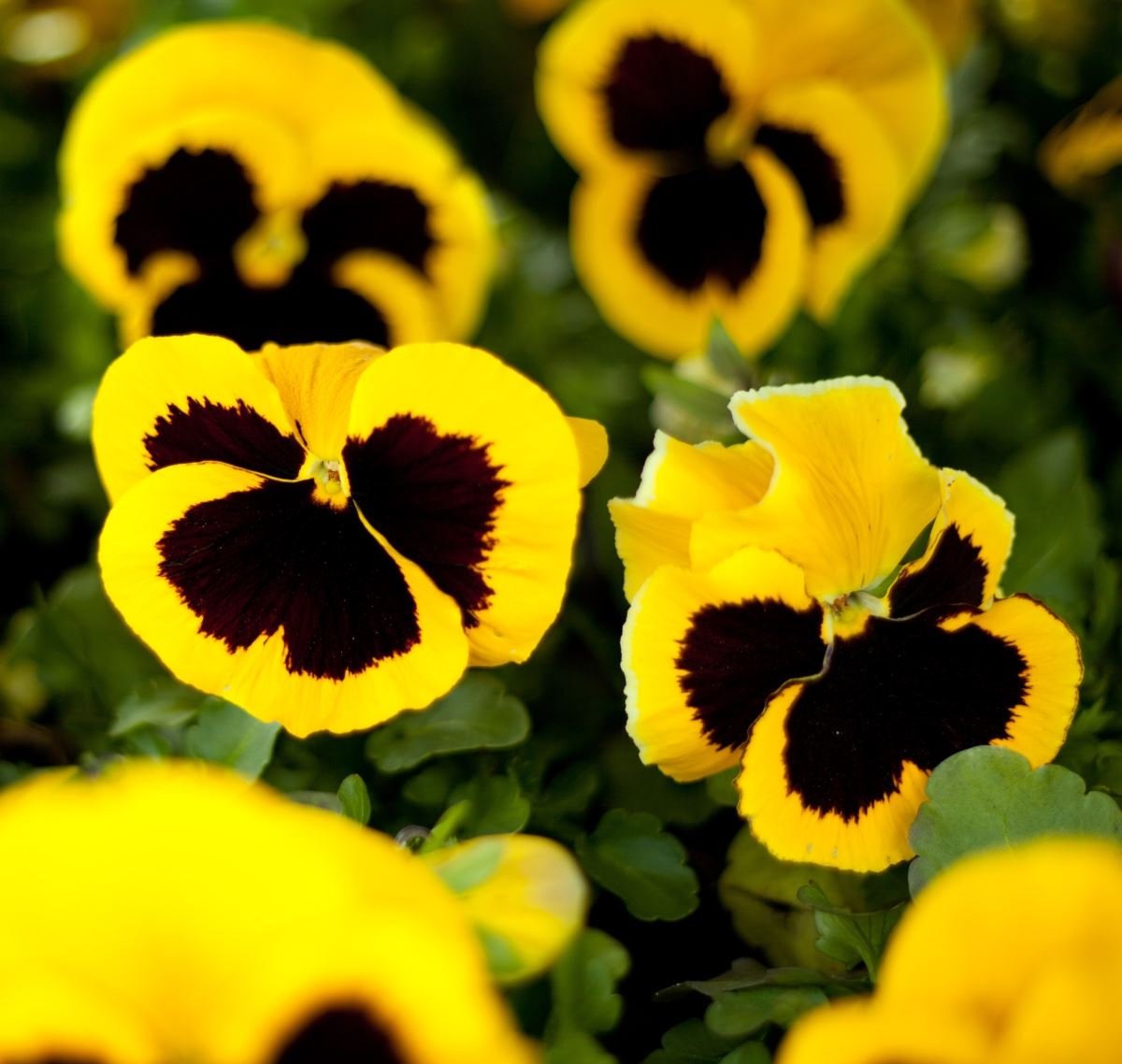 Pansy Yellow Blotched 50 seeds Vesta Market