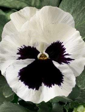 Pansy White Blotched 50 seeds - Vesta Market