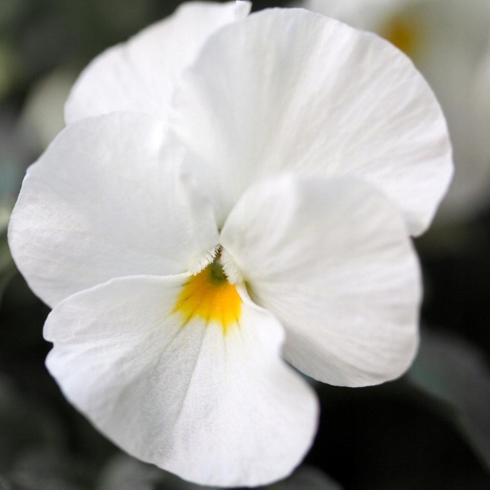 Pansy White 50 seeds - Vesta Market