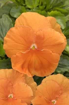 Pansy Orange 50 seeds - Vesta Market