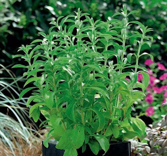 Stevia 50 seeds Vesta Market