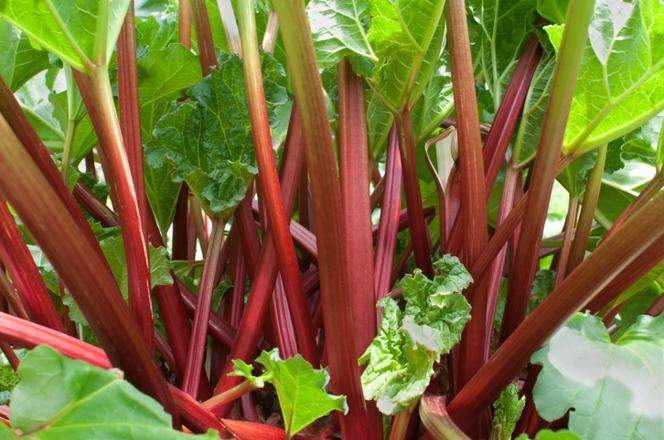 Garden Rhubarb 20 seeds - Vesta Market