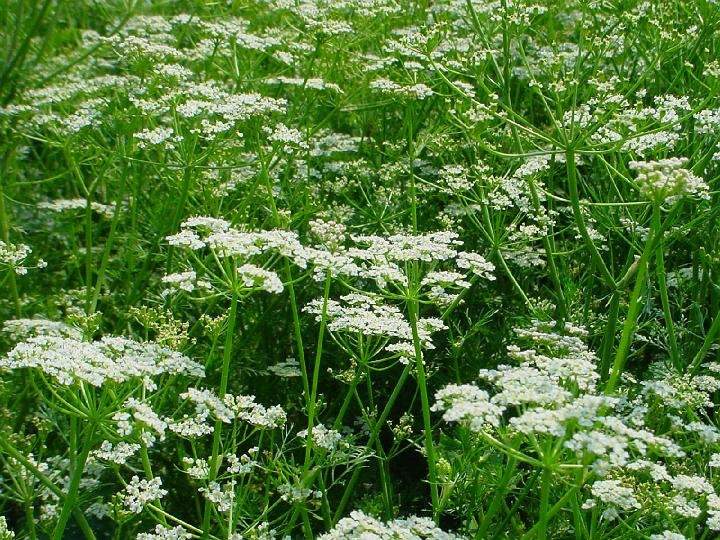 Cumin 200 seeds - Vesta Market