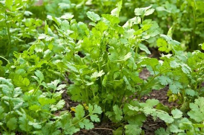 Coriander Cilantro 200 Seeds - Vesta Market