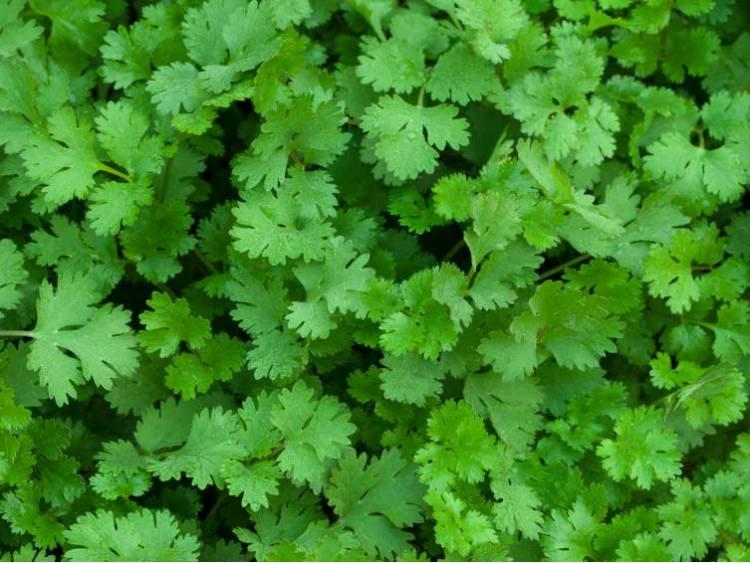 Coriander Cilantro 200 Seeds - Vesta Market