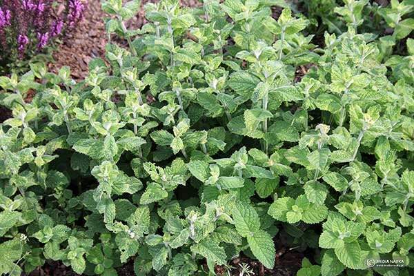 Mint Long-Leaved 100 Seeds - Vesta Market