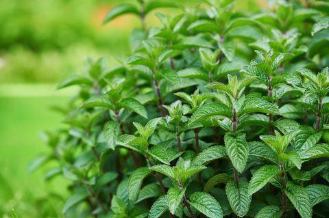 Mint Long-Leaved 100 Seeds - Vesta Market