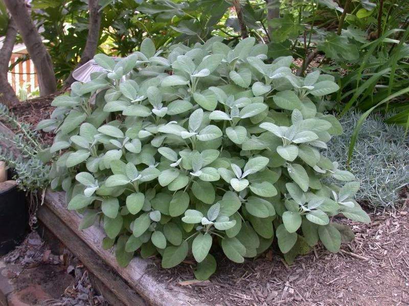 Medical Sage 100 seeds - Vesta Market