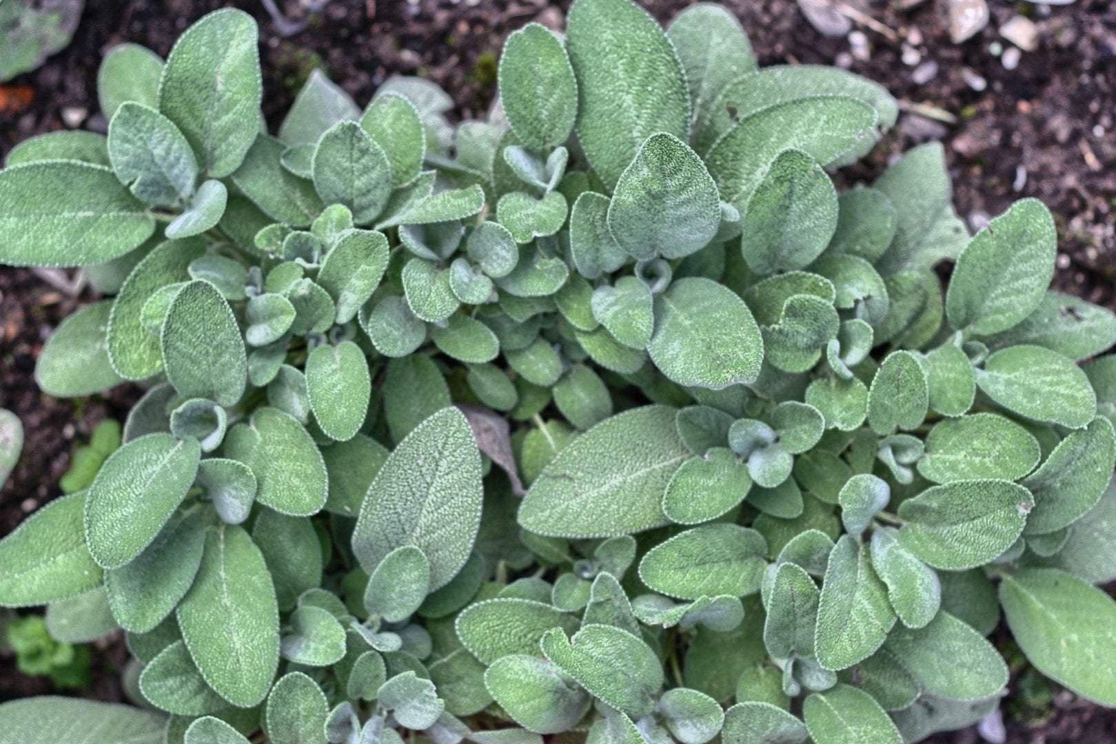 Medical Sage 100 seeds - Vesta Market