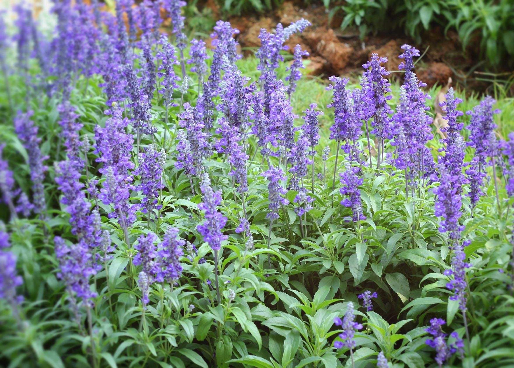 Medical Sage 100 seeds - Vesta Market