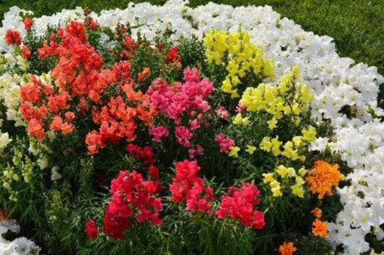 Snapdragon Mixed Colors 100 Seeds Vesta Market