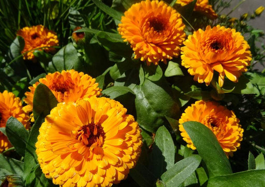 Calendula Orange 100 seeds - Vesta Market