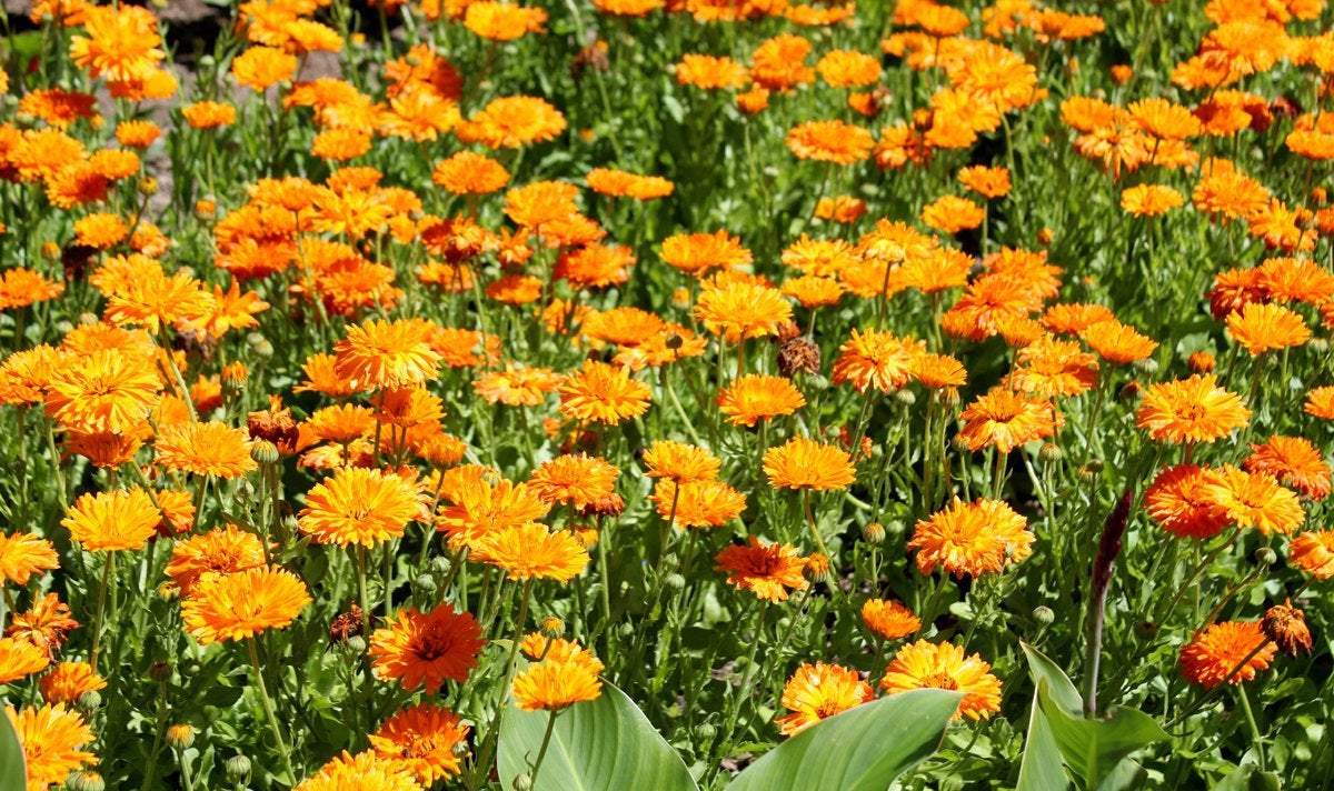 Calendula Orange 100 seeds - Vesta Market