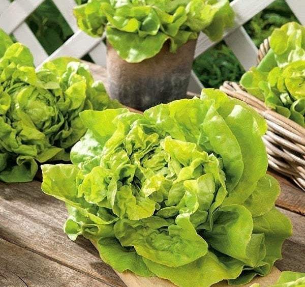 Butter Lettuce Michalina 100 Seeds - Vesta Market