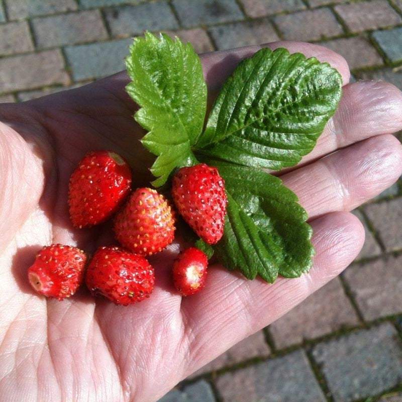 Regina Wild Strawberry - Large Fruit 100 SEEDS Vesta Market