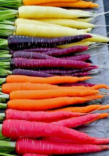 Carrots Mixed Colors 400 Seeds - Vesta Market