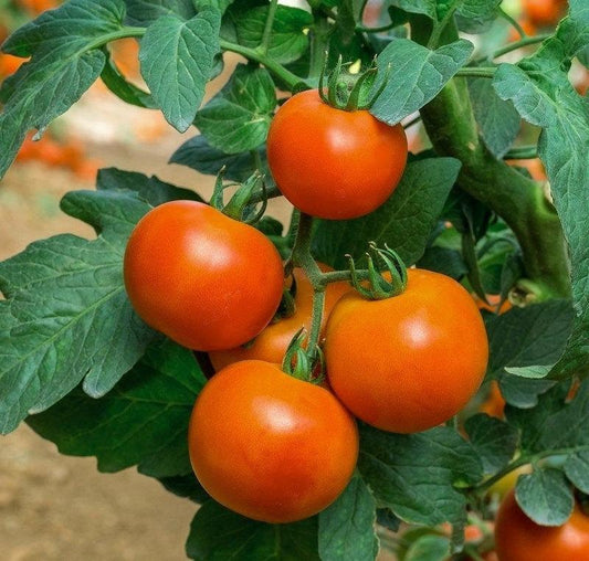 Dwarf Tomato 100 seeds - Vesta Market