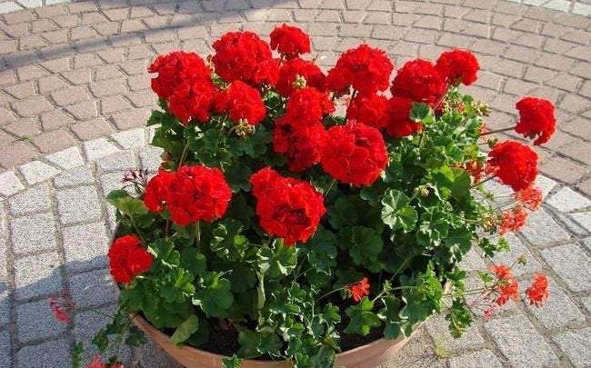 Geranium Red 10 seeds - Vesta Market