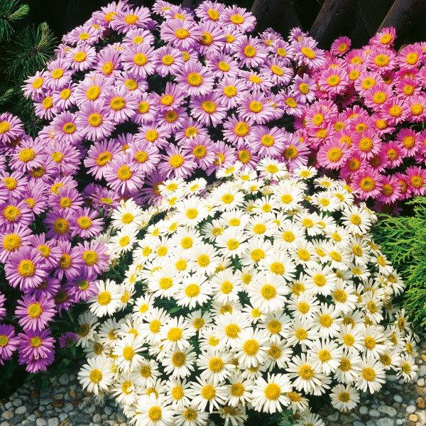 Aster Alpinus 100 Seeds - Vesta Market