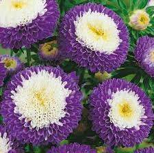 Aster Belstead Supreme Flower 100 Seeds - Vesta Market