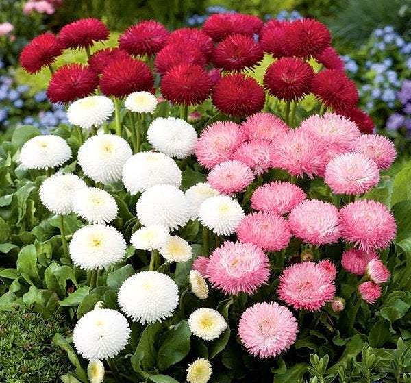 100 seeds Bellis perennis mixed colors - Vesta Market
