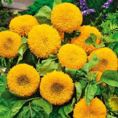 Sunflower Dwarf Teddy Bear 50 seeds Vesta Market