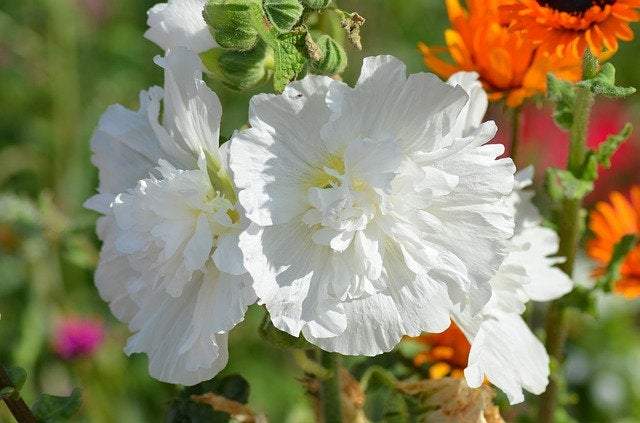 Hollyhock Flower 20 seeds - Vesta Market