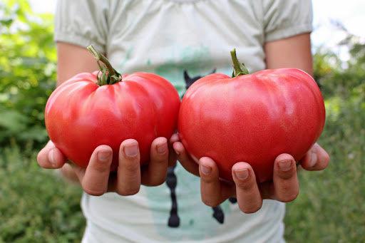 Tomato Favorite - Ground Raspberry - fruits grow to over 1 lbs Vesta Market