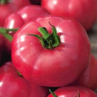 Tomato Favorite - Ground Raspberry - fruits grow to over 1 lbs Vesta Market