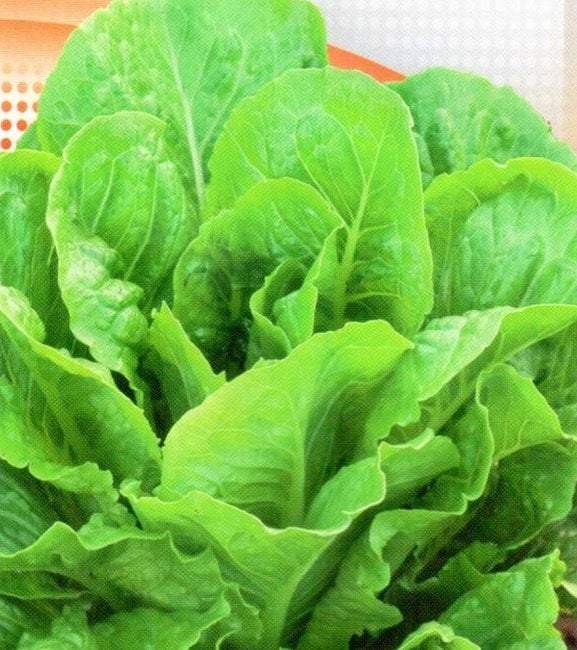 Lettuce Parris Island 500 Seeds - Vesta Market