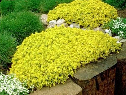 Yellow Stonecrop 50 seeds, NON GMO Vesta Market