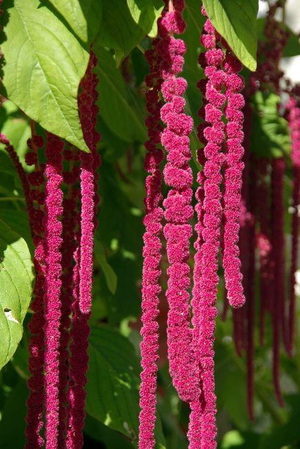 Grand Amaranth 300 seeds - Vesta Market