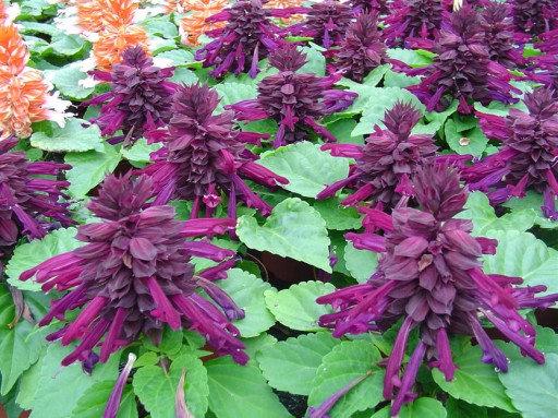 Shiny Sage - Purple- 10 seeds Vesta Market