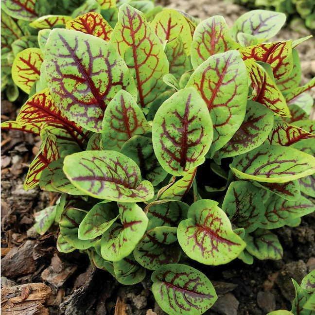 Bloody Dock Sorrel 50 seeds - Vesta Market
