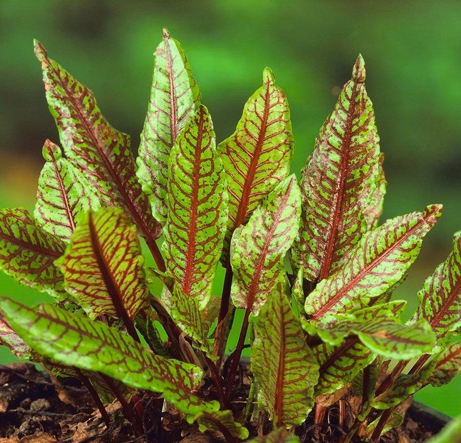Bloody Dock Sorrel 50 seeds - Vesta Market
