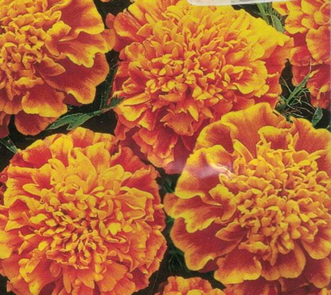 French Marigold Bolero 50 seeds Vesta Market