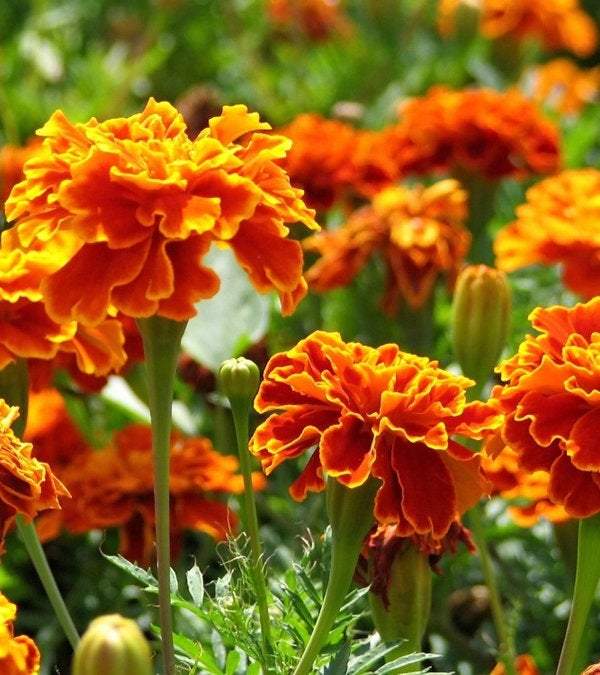 French Marigold Bolero 50 seeds - Vesta Market