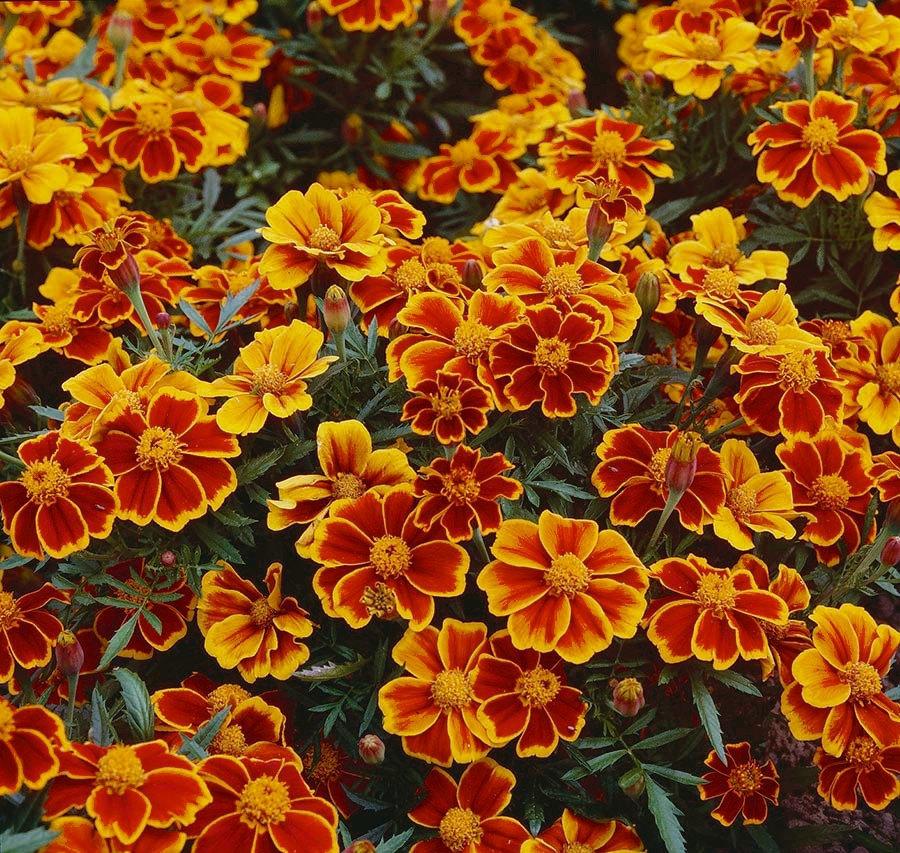 French Marigold Marietta 50 seeds - Vesta Market