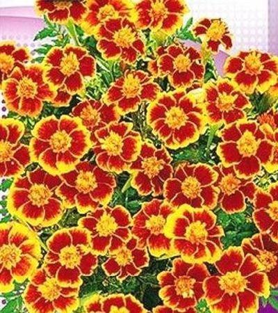 French Marigold Marietta 50 seeds - Vesta Market